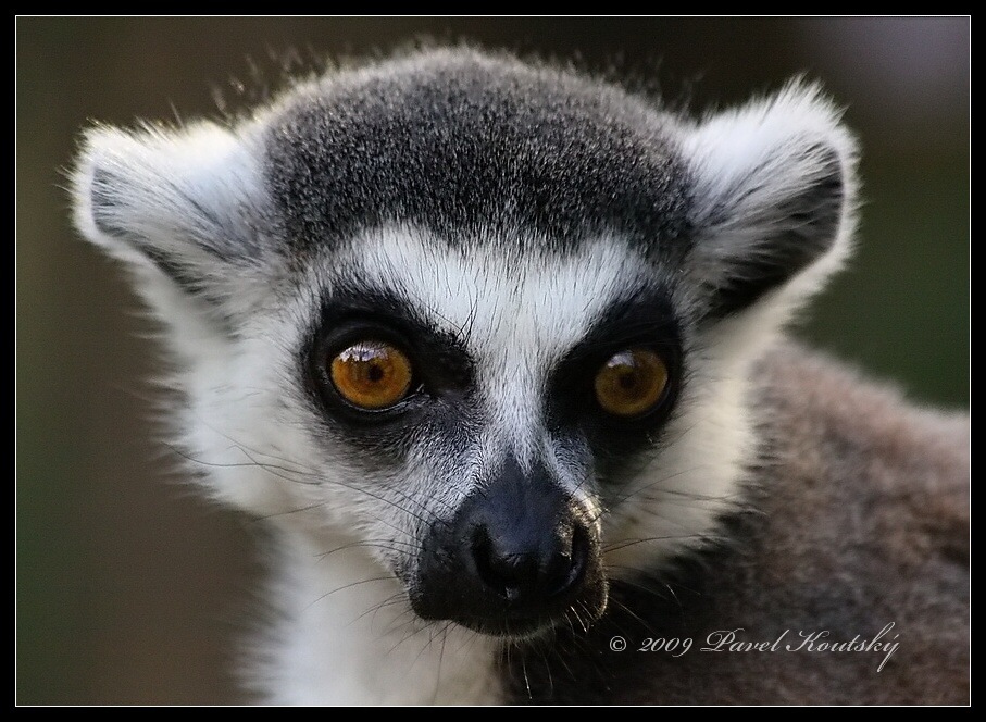 032 Lemur _2350.jpg