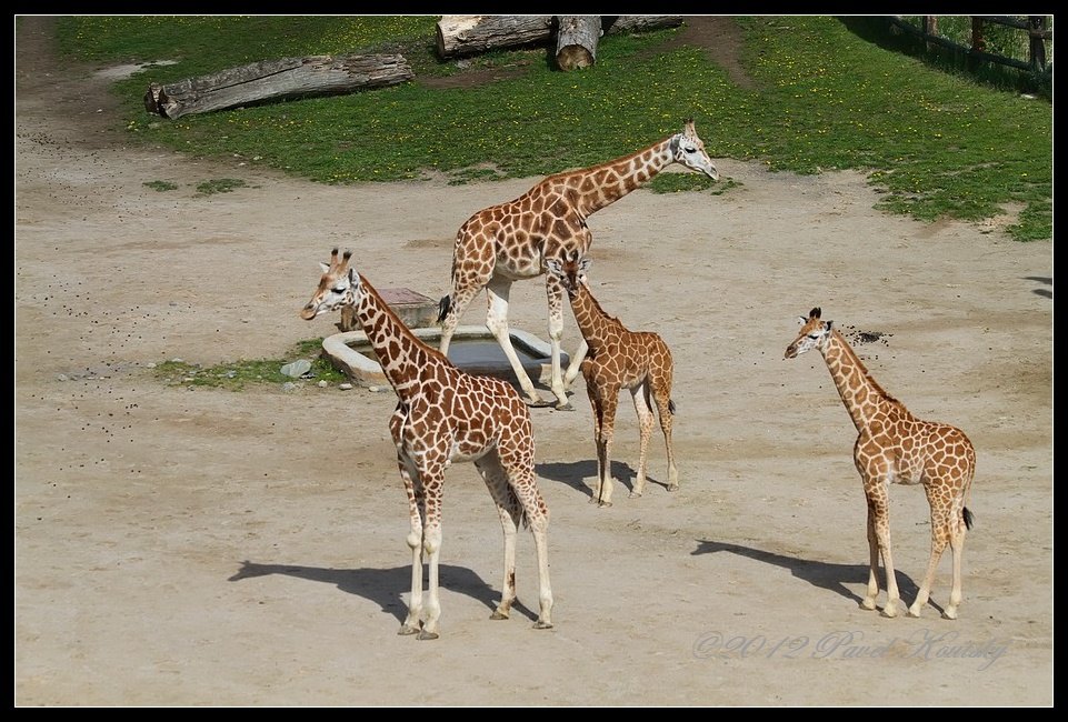 001 Afrika,  žirafy_4883