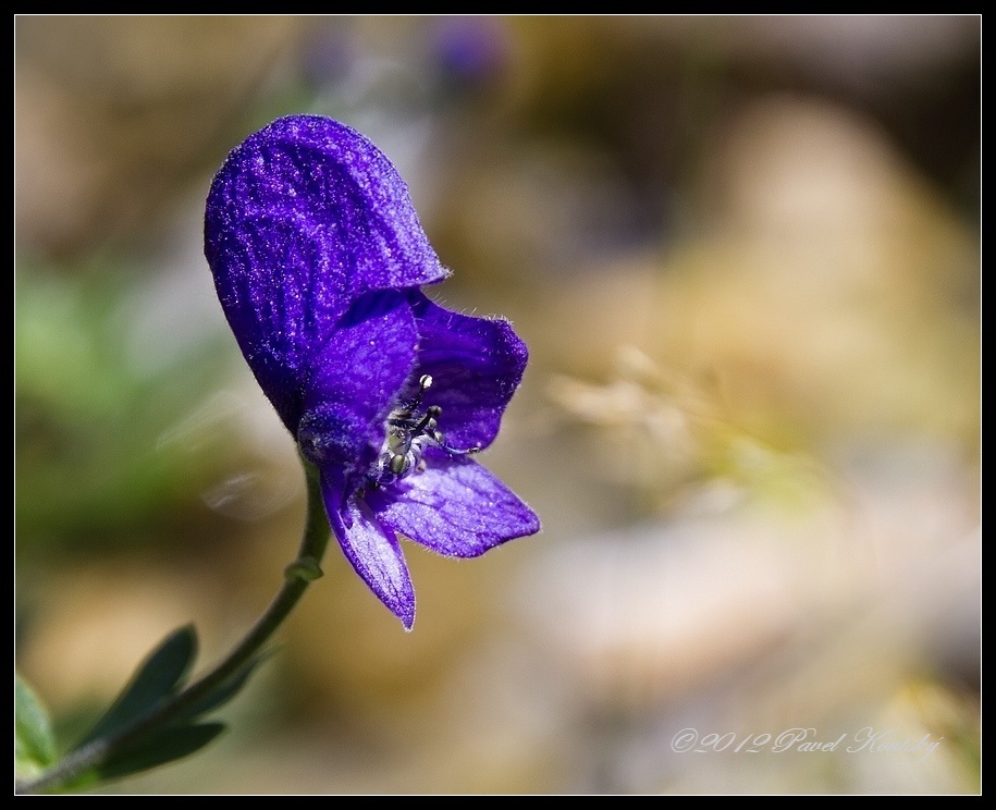 005 _Aconitum napellus - oměj šalamounek 6684