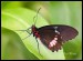 002 Papilio Polytes l_3272.jpg