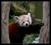 Panda červená 072.jpg