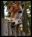 mlsná žirafa 082.jpg