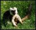 Lemur_2343.jpg