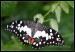 006 Papilio demoleus_4811