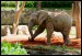 008 slon africký_1148