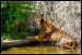 004 tygr malajský – Kawi, koupel 4529