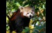 Panda červená_5563.jpg